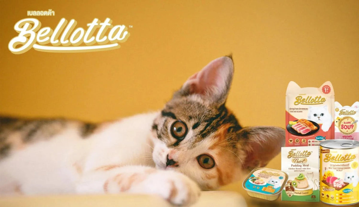 Bellotta Wet Food for Adult Cats & Kittens — Tuna Topping Shrimp in Jelly - dspetstore.com
