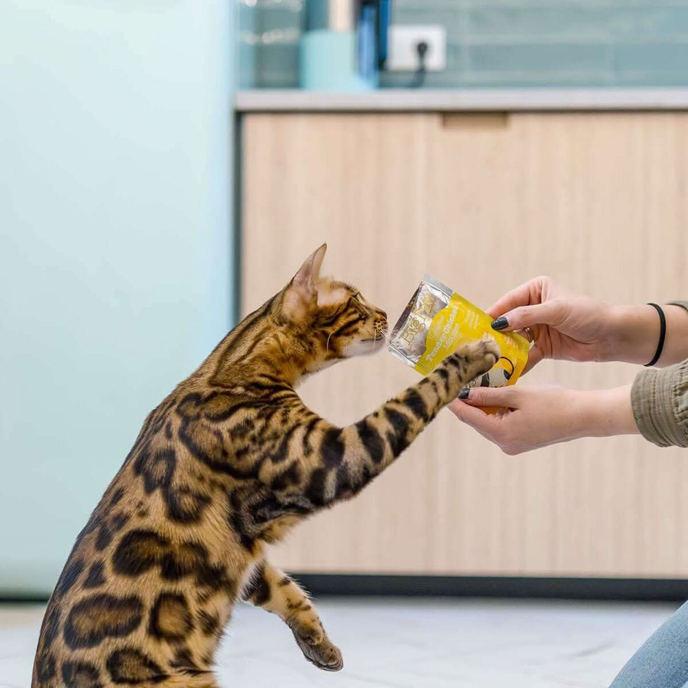 Little Big Paw Gourmet Tender Chicken Mousse For Adult Cats - dspetstore.com