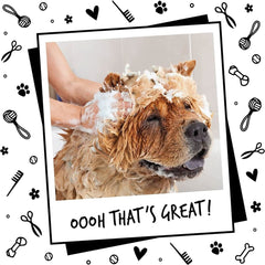 Oh My Dog Paraben Free Pet Shampoo for Puppies & Cats – 1000 ml - dspetstore.com