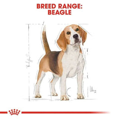 Beagle dog illustration with breed range text on a white background