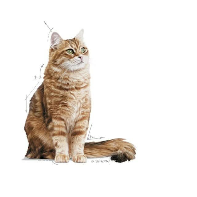 Royal Canin Digestive Care Dry Cat Food - dspetstore.com