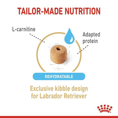 Royal Canin Labrador Retriever 5+ Adult Dog Food - dspetstore.com