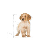 Royal Canin Medium Puppy Wet Dog Food - dspetstore.com