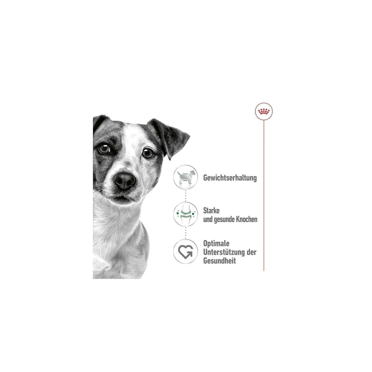 Royal Canin Mini Adult Wet Dog Food - dspetstore.com