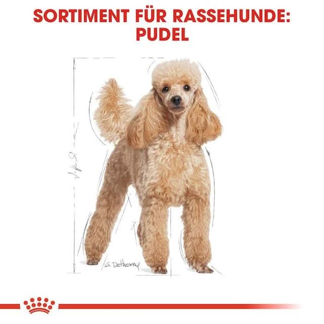 Cardboard cutout of a poodle with text about dog food for breed-specific needs on a white background.
