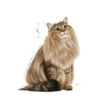 Royal Canin Urinary Wet Cat Food - dspetstore.com