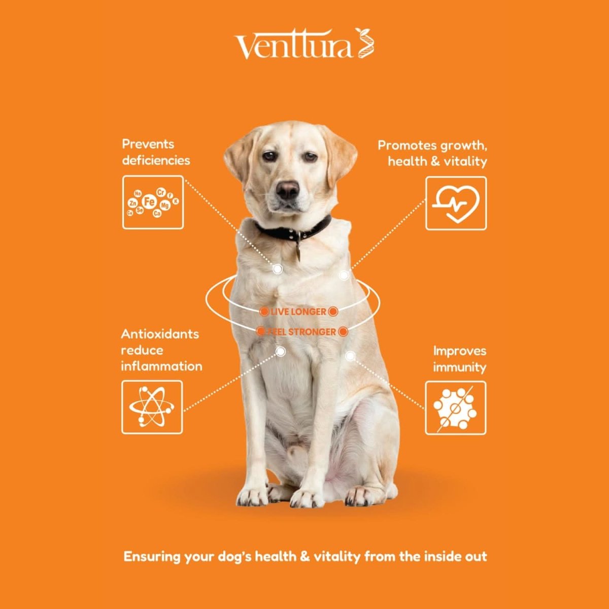Venttura Nutri+ Pro Multi - Vitamin for Dogs – 60 Chewables - dspetstore.com