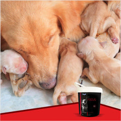 Dog weaning supplement
