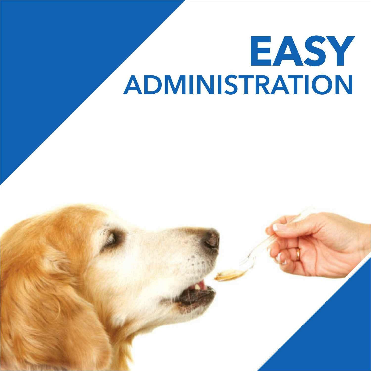 Boost Dog Immunity with Vitamin Syrup

