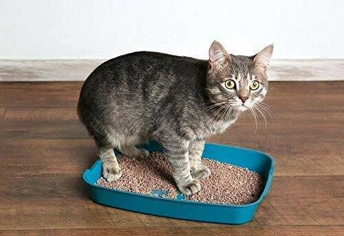 Pet Pattern Smart Bentonite Cat Litter.