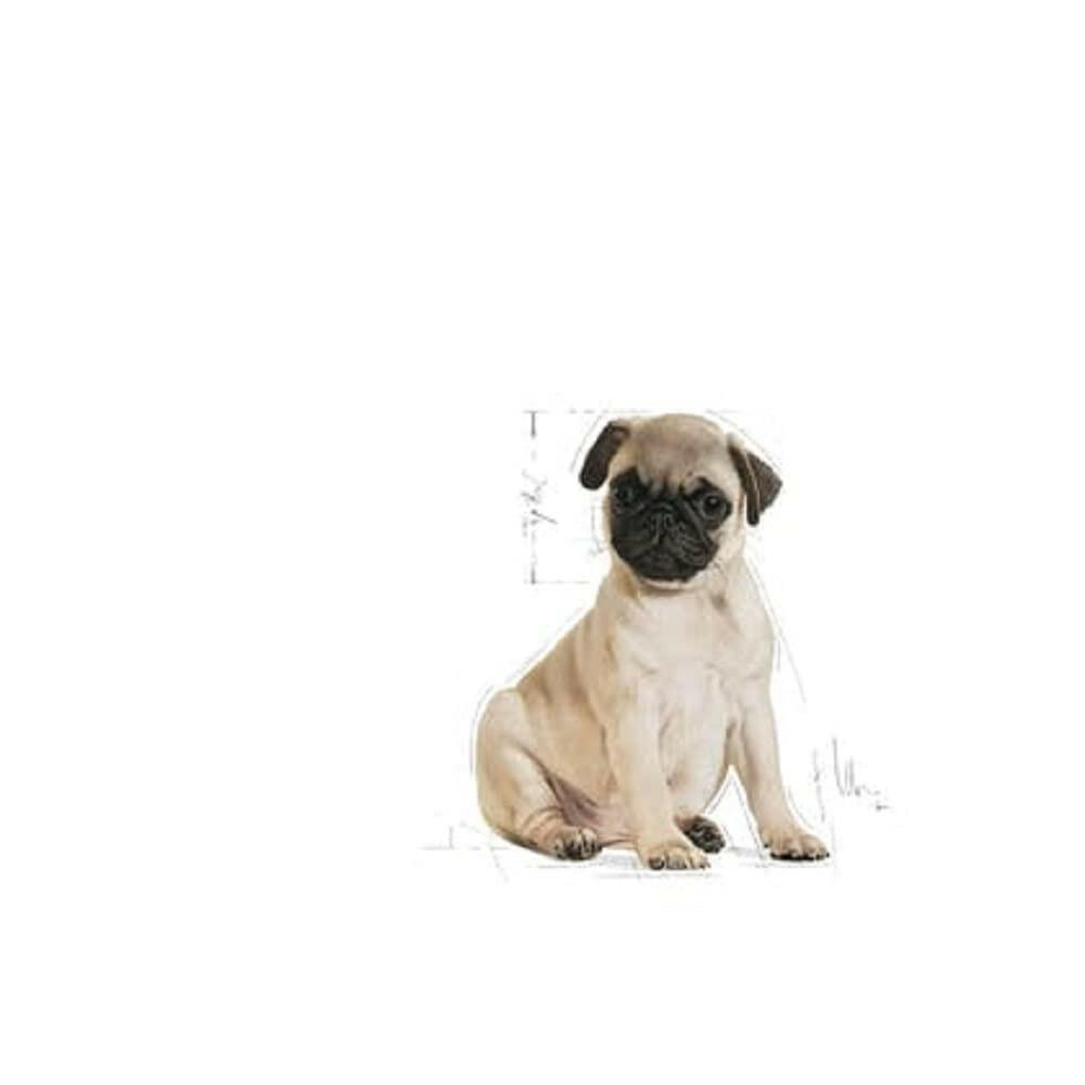 Royal Canin Pug Puppy Dog Food.