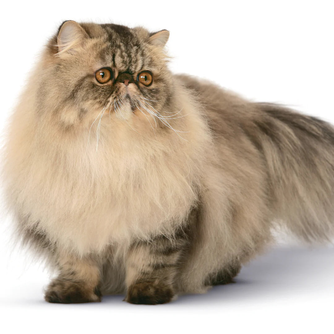 Royal Canin Persian Adult Dry Cat Food.