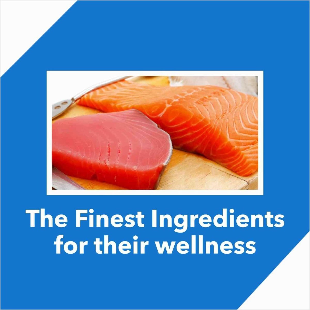 Drools Adult Cat Food Dry Salmon Flavour - dspetstore.com