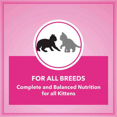 Let's Bite Active Kitten Ocean Fish Cat Dry Food (Buy 1 Get 1 Free) - dspetstore.com