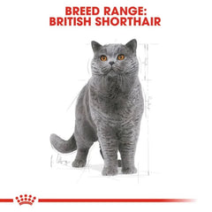 Royal Canin British Shorthair Adult Dry Cat Food - dspetstore.com