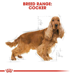 Royal Canin Cocker Spaniel Adult Dry Dog Food - 3kg - dspetstore.com