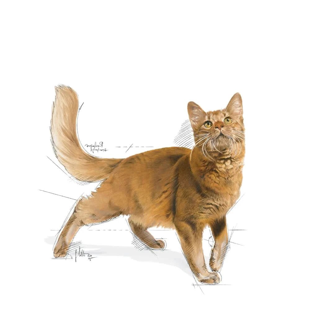 Royal Canin Fit 32 Adult Dry Cat Food - dspetstore.com