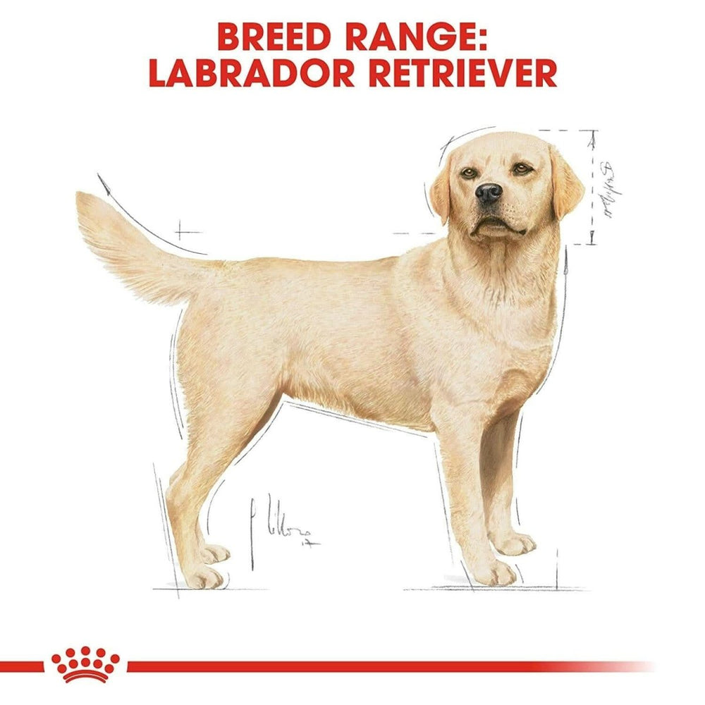 Royal Canin Labrador Adult Dry Dog Food - dspetstore.com