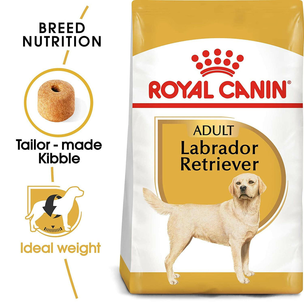Labrador with shiny coat – Omega-3 fatty acids nourish the skin and maintain a healthy, glossy coat for Labradors.
