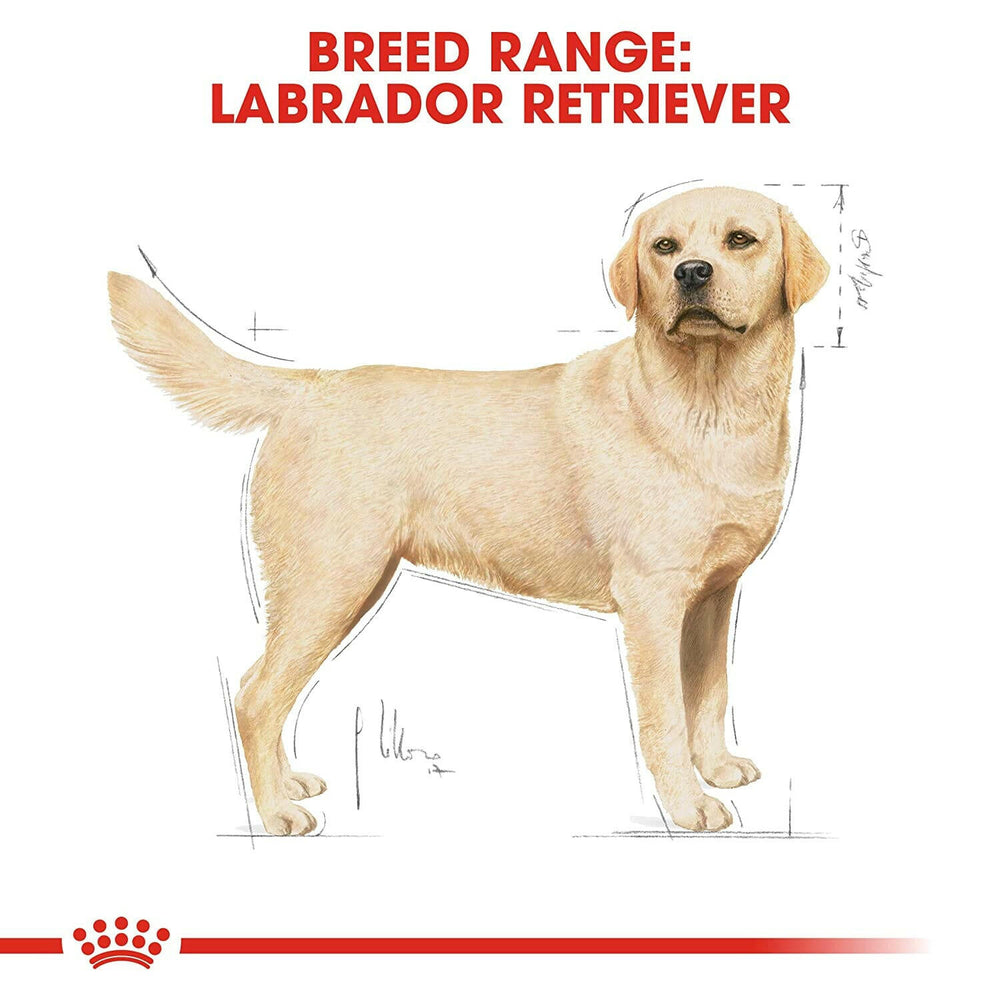 Labrador eating from food bowl – Supports healthy weight and digestion for Labradors.

