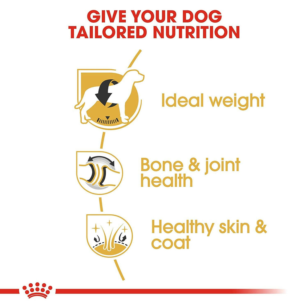Labrador running outdoors – Glucosamine and chondroitin help protect and support joint health for active Labradors.
