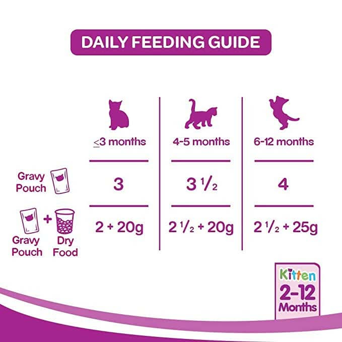 Daily feeding guide for kittens with purple text and icons on a white background
